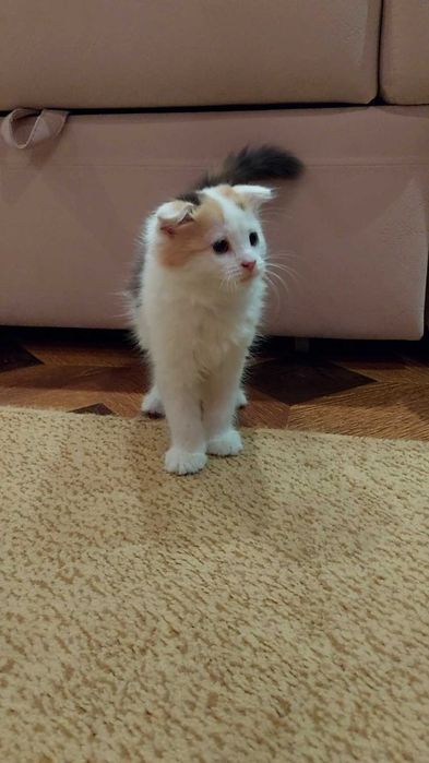Кошенята в добрі руки