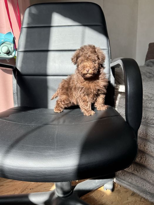 Той пудель хлопчик