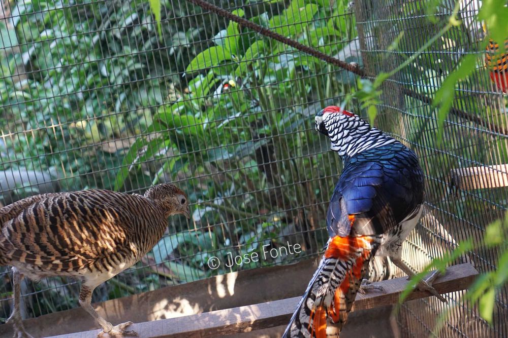 Vendo casais de faisões de diversas raças