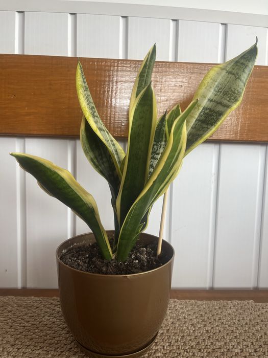 Кімнатна рослина сенсевієрія (щучий хвіст, тьощин язик без горшка