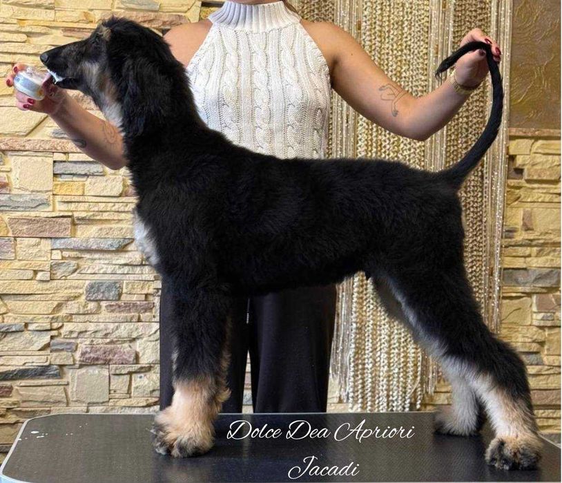 Щенки Афганской  Борзой