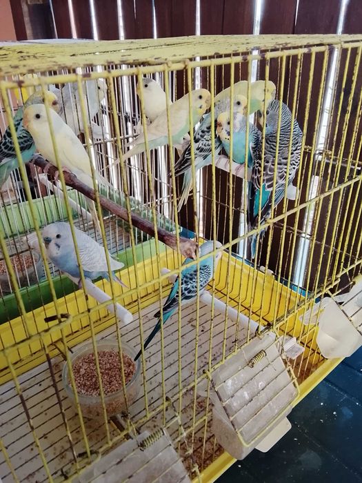 Piriquitos varias cores