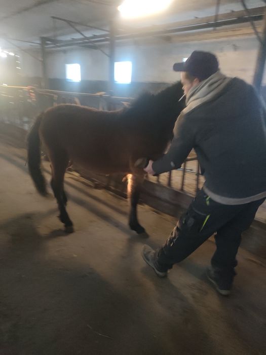 Klacz huculska hucuł