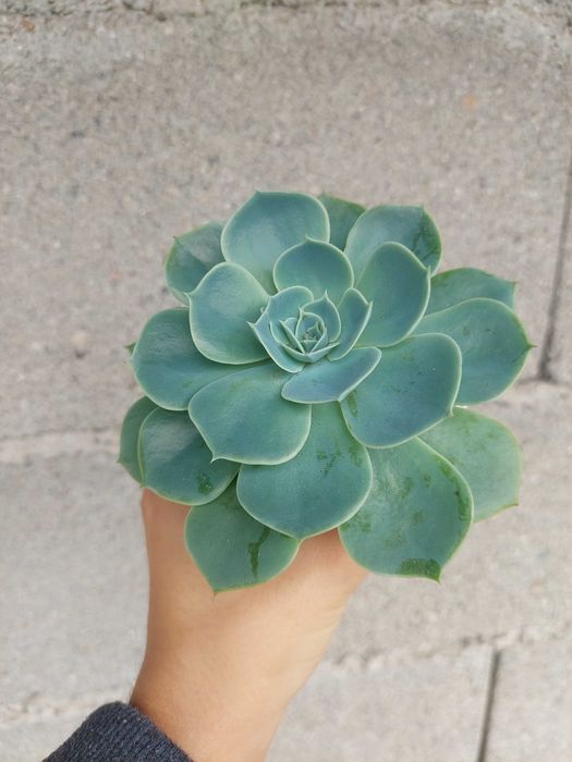 [Planta] Suculenta Echeveria secunda