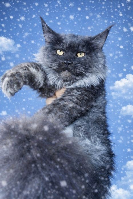 Чёрный дым Мейн-кун