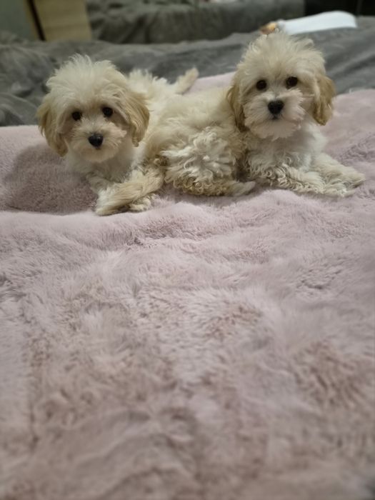 Maltipoo, suczka k. Poznania