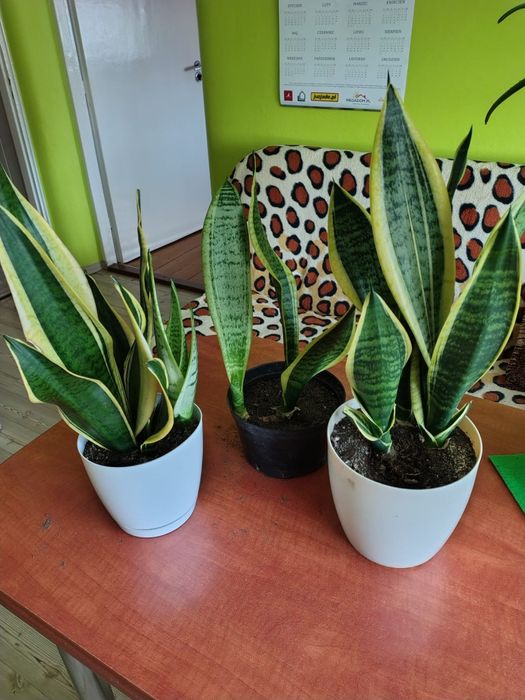 Wysoka sansewieria język teściowej