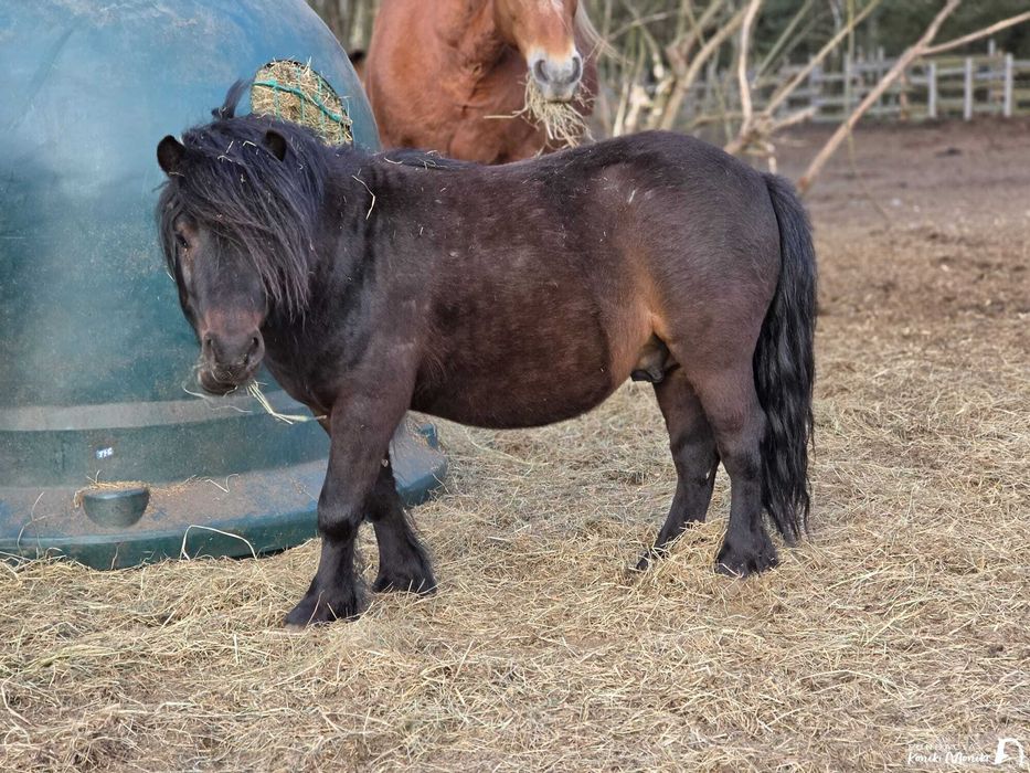 JARUŚ, zdrowy, młody kucyk do adopcji, za darmo