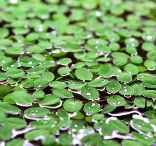 Salvinia natans duża porcja