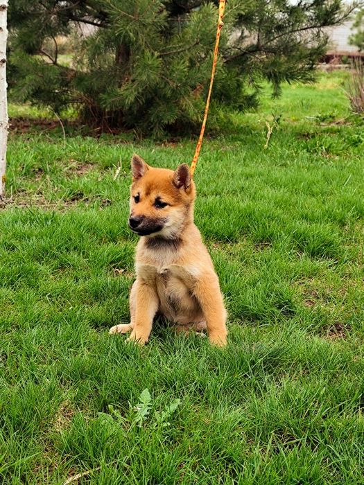 Дівчинка Шиба/ Сіба Іну