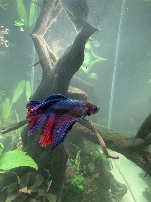 Peixe Betta, Azul e Vermelho