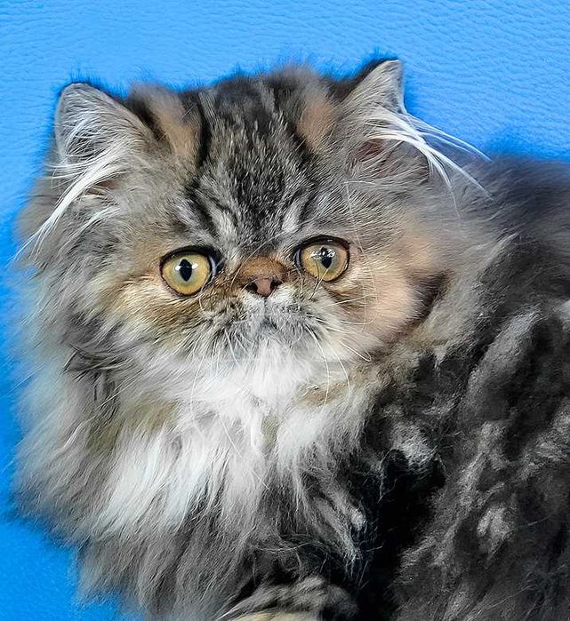 Девочка персидская