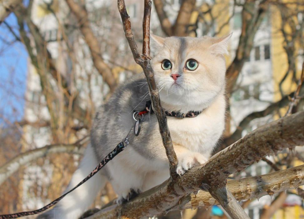 Красуня голубе золото британочка