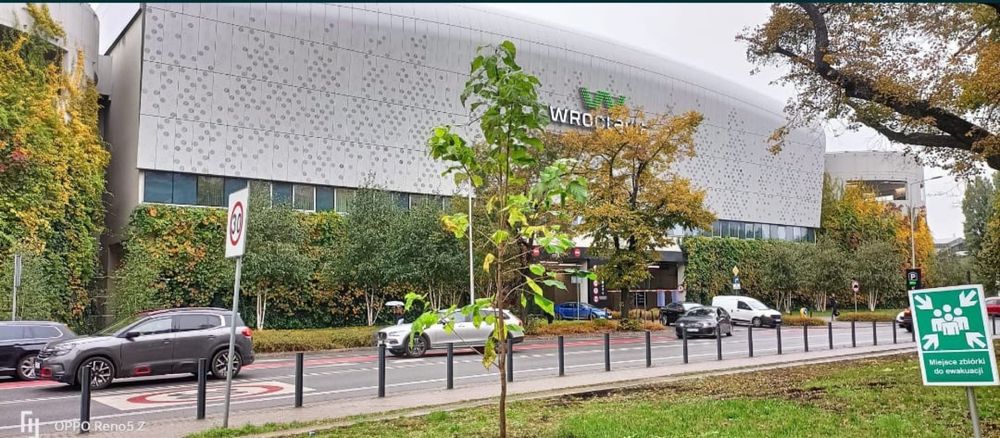 Sadzenie drzew nasadzenia zastepcze ogrodnik wycinka drzew formalnosci