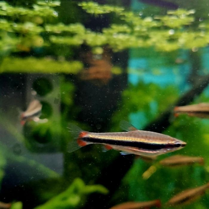 Drobnoustek beckforda