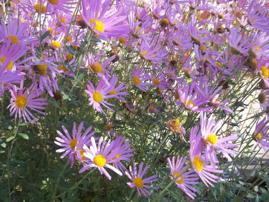 Złocień Clara-Curtis wieloletnia roślina ogrodowa.Kwiaty,rośliny.