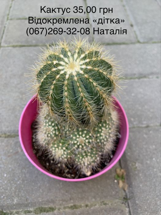 Кактуси види. Кактусята