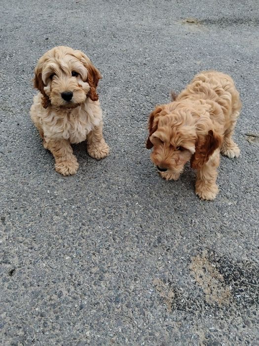 Cockapoo szczeniak