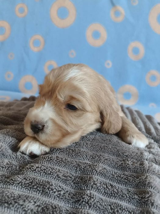 Suczka Cocker Spaniel Angielski