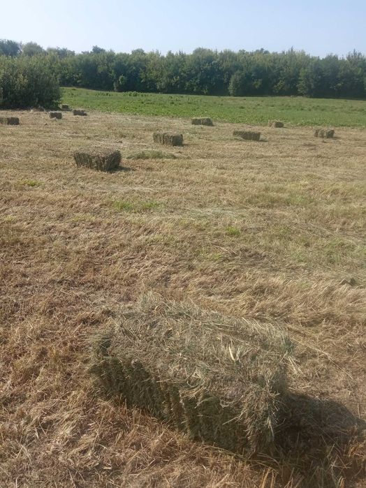 Сено луговое тюки и солома.
