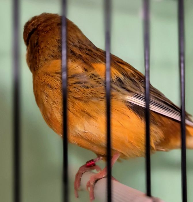 Kanarek kanarki  norwik