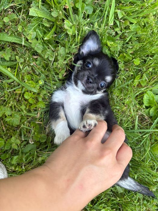 Chihuahua długowłosy piesek