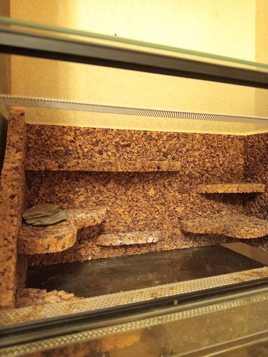 Terrarium dla gekon lamparciego