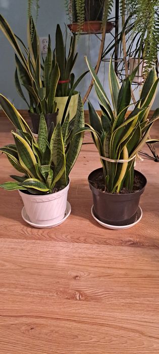 Sansewieria zeylanica i gwinejska (język teściowej]