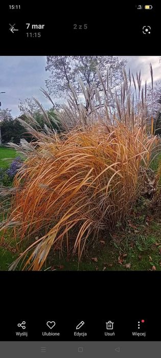 Miskant 3 metrowy trawa ozdobna