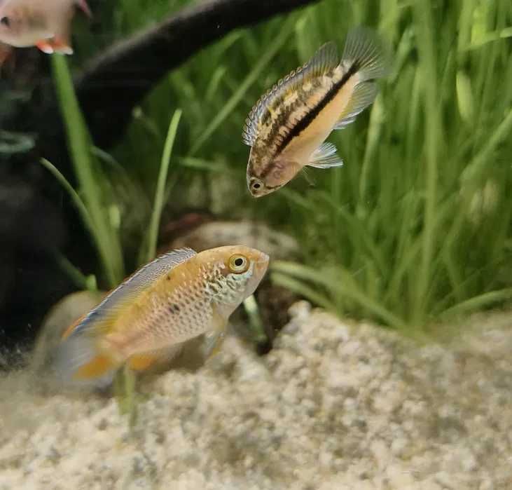 Rybki, akary , wymiana, akwarystyka