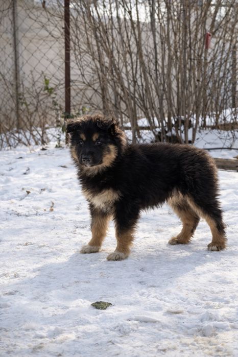 Цуценя  хлопчик крупный щенок мальчик даром