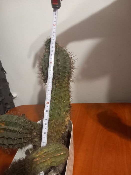 Kaktus wysokość 40cm