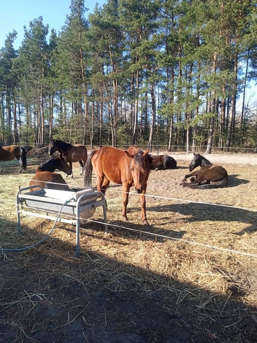 Sprzedam  obornik koński i kozi