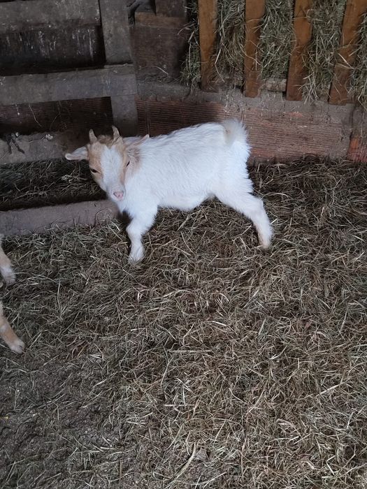 Cabras anãs para mudar de casa.