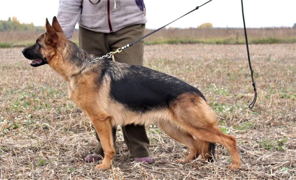 Бронювання Цуценята німецької вівчарки