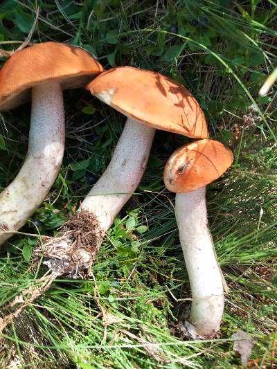 Житло для жінки пенсійного віку