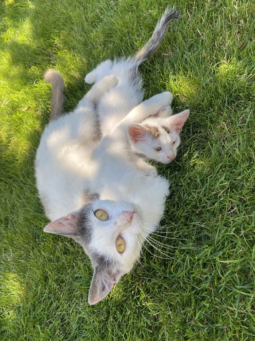 Кішка та її кошеня шукають люблячих господарів