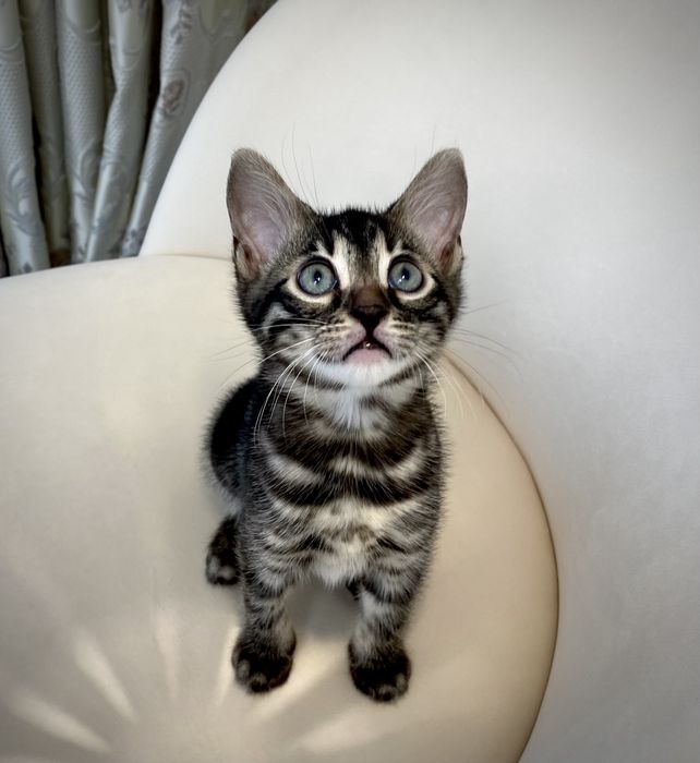 Ексклюзивний вугільний бенгал