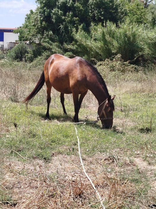 Égua castanha castanha para venda com  seis anos