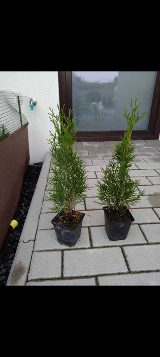 Tuja szmaragd25-35cm
