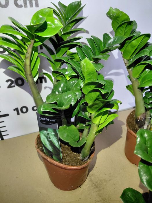 Zamioculcas zenzi, zamiokulkas 40-50cm WYSYŁKA