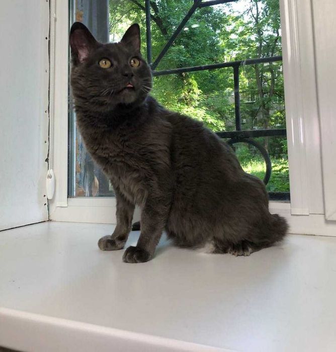 Серебристого кота Шартреза зовут Бусинка, ему приблизительно 3 года