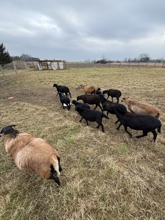 Owce i barany kameruńskie