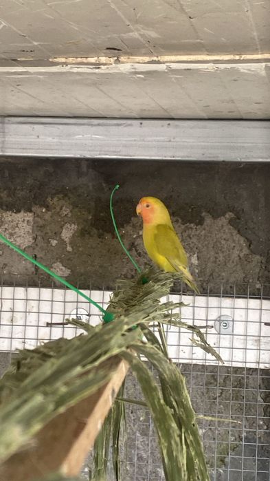 Vendo Agapones rossicols