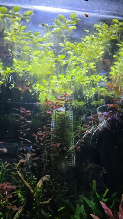 Salvinia natans piękna roślina pływająca