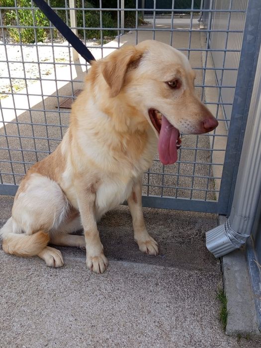 Cadelinha para adopção responsável