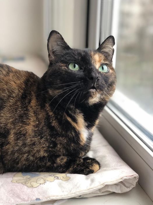 Симпатична стерилізована киця шукає дім! Їй 2,5 роки