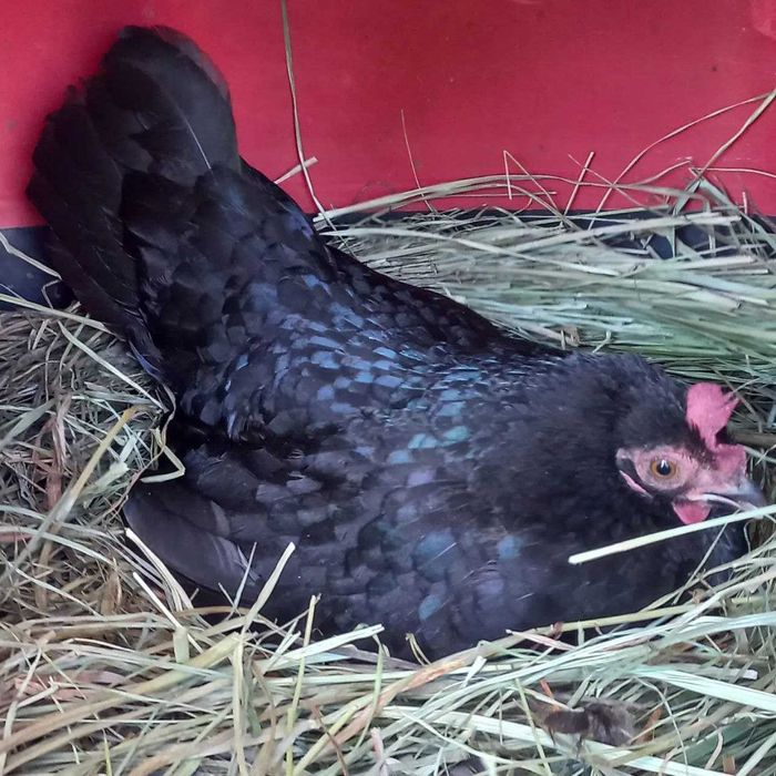 Декоративные карликовые  курочки и петушки півники   бентамки