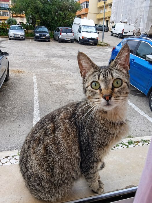 Gatinha abandonada para Adoção!