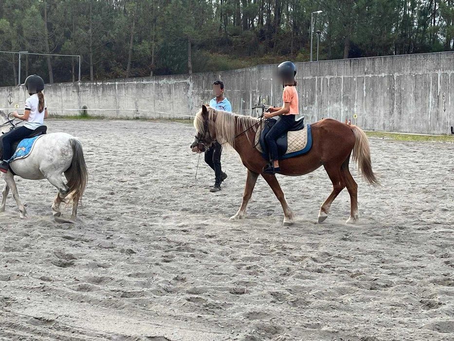 Pónei Adulto 22 Anos